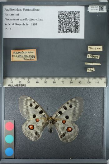 Media type: image;   Entomology 175180
